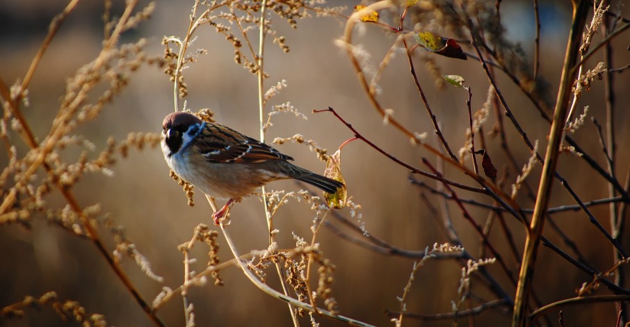 'De vogels vliegen af en aan, een heerlijk gevoel van vrijheid'