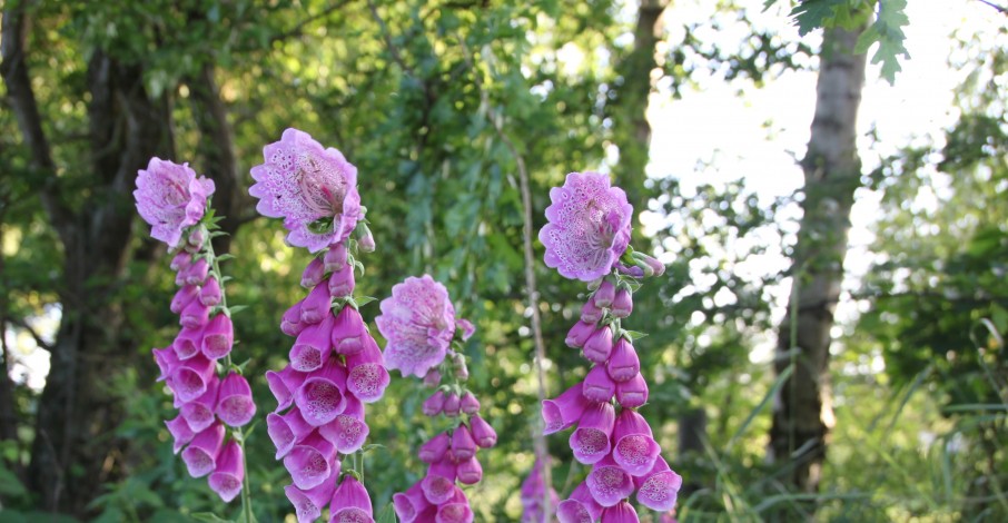 "kleine wonderen bestaan hier"